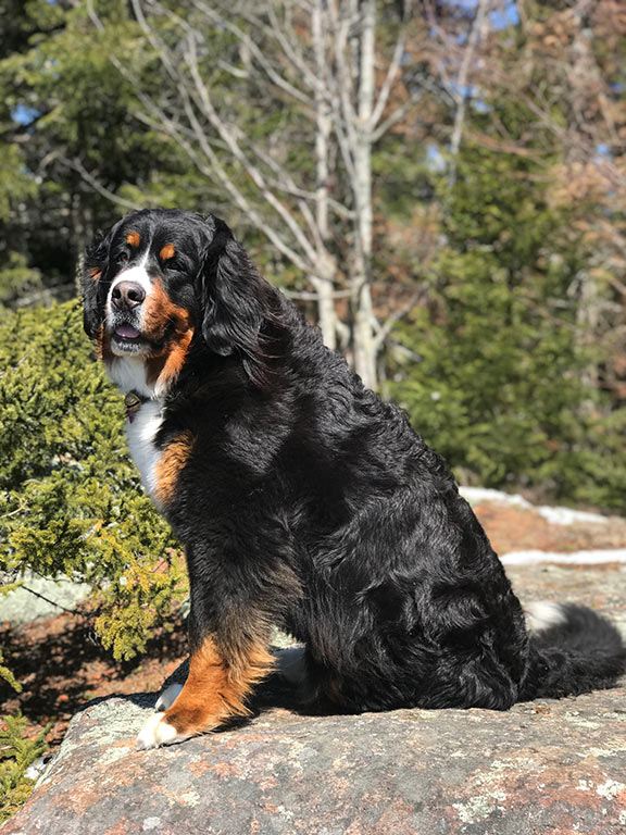 Adirondack Woodcraft Camp Best Summer Camp Dog Margo